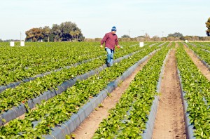 Florida strawberry grower hopeful for mild weather through the season. Harvesting is underway.