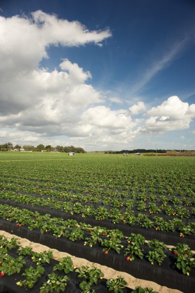 A Florida Strawberry Field