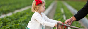 Florida Strawberry field - little girl