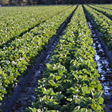 2nd Largest Producer of Strawberries in the USA