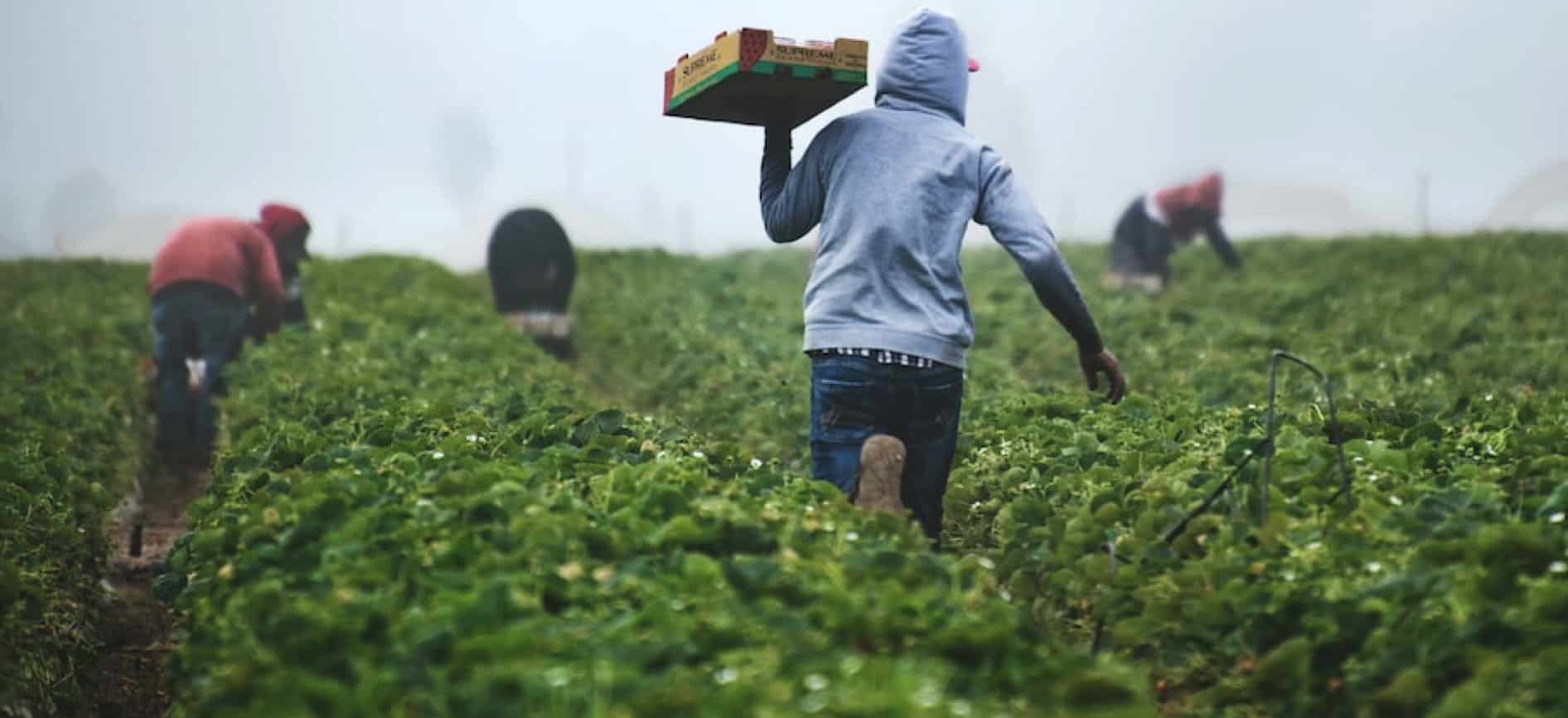 FSGA applauds USTR plan for “Seasonal and Perishable” farmers