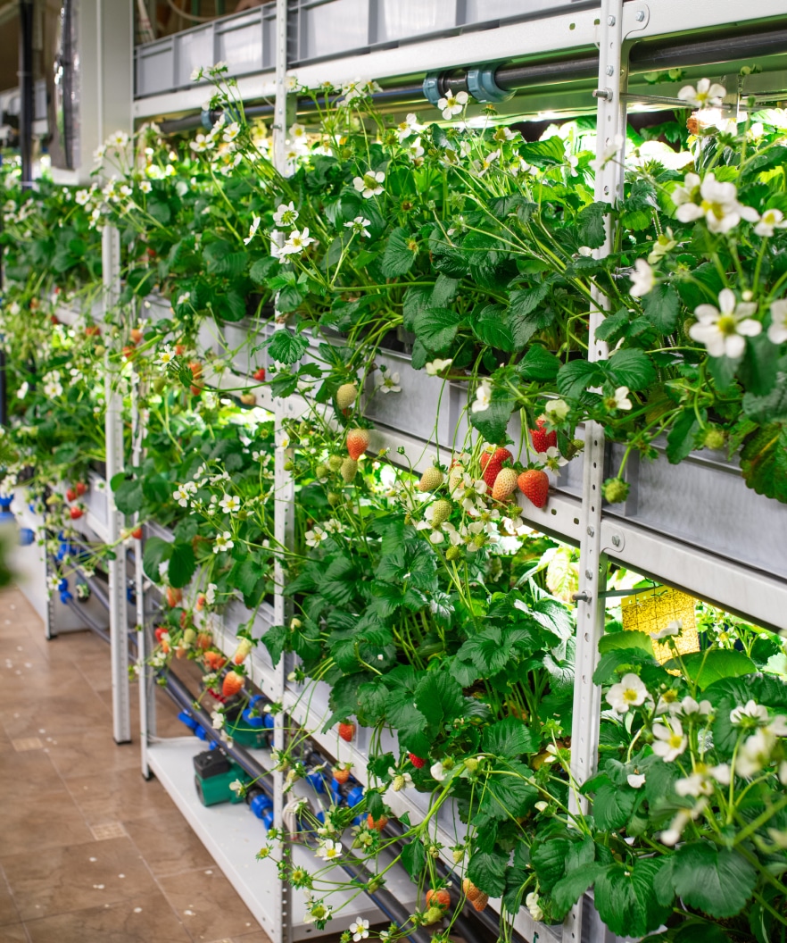 Florida Strawberry Research and Education Foundation