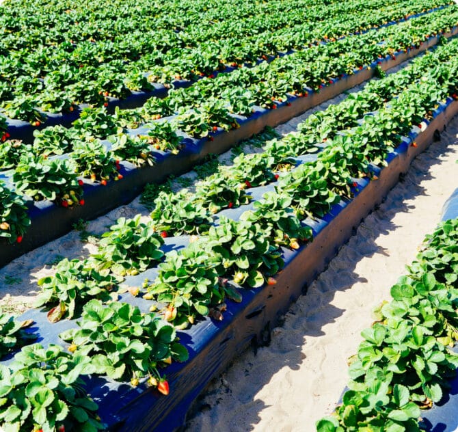 Growing over 15,000 acres of berries