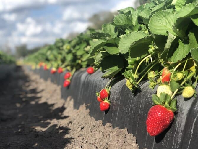 Strawberry field.