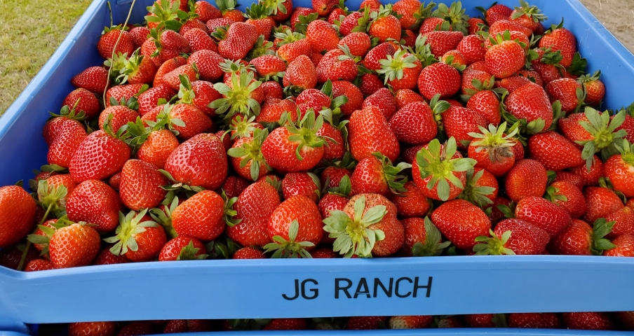 JG Farms