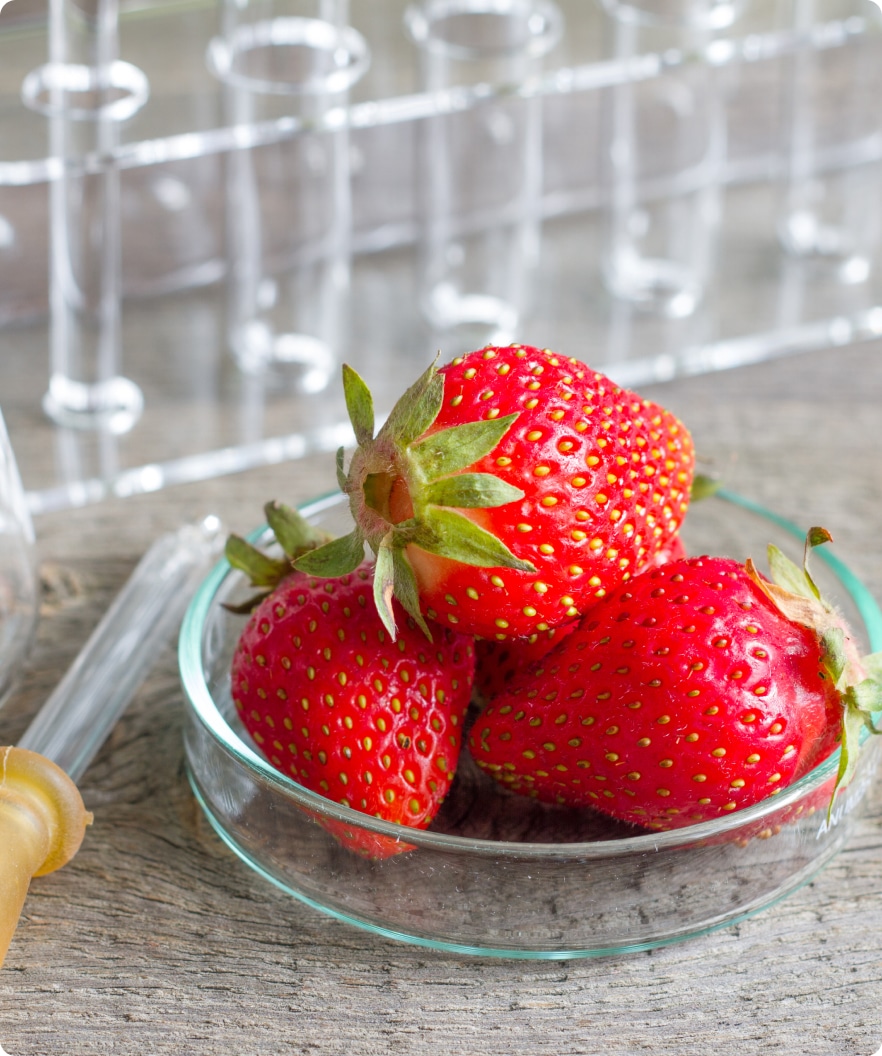 Strawberries – Diverse Genetics Strawberries – Diverse Genetics